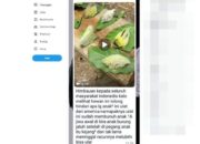 Kemenkes Tegaskan Informasi soal Ulat Berbulu Sebabkan Kematian Hoaks