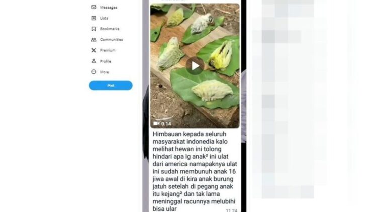 Tangkapan layar soal ulat Amerika yang diduga berada di Indonesia dan bisa membahayakan nyawa. (Foto: Istimewa)