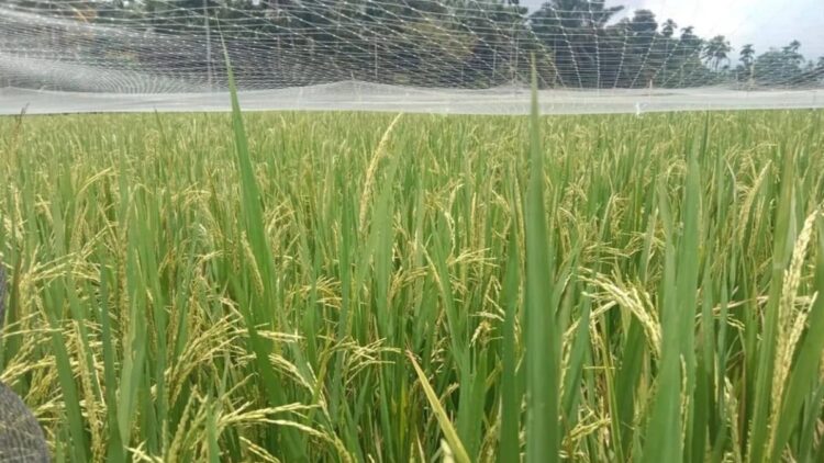 2024, Pemkab Agam Dapat Kuota Pupuk Subsidi 13.478 Ton 1 Lahan pertanian di Kabupaten Agam. Dok Antara/Yusrizal