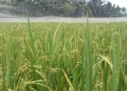 Gegara Bencana Alam dan Hama, Produksi Padi di Agam Berkurang 82.673,6 Ton pada 2023