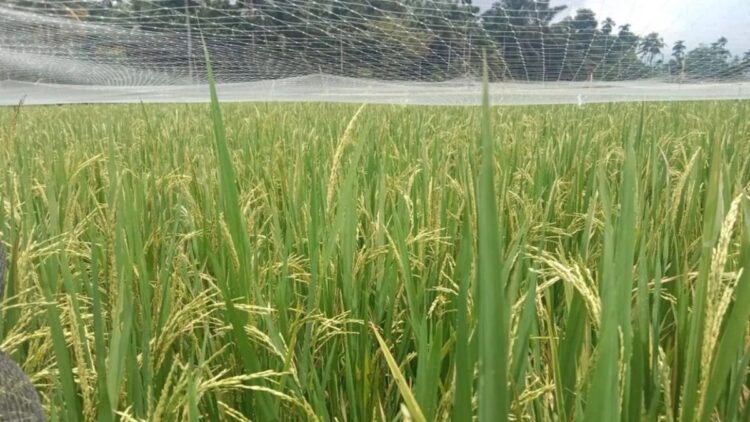Gegara Bencana Alam dan Hama, Produksi Padi di Agam Berkurang 82.673,6 Ton pada 2023 1 Lahan padi milik petani di Kabupaten Agam. Dok Antara/Yusrizal