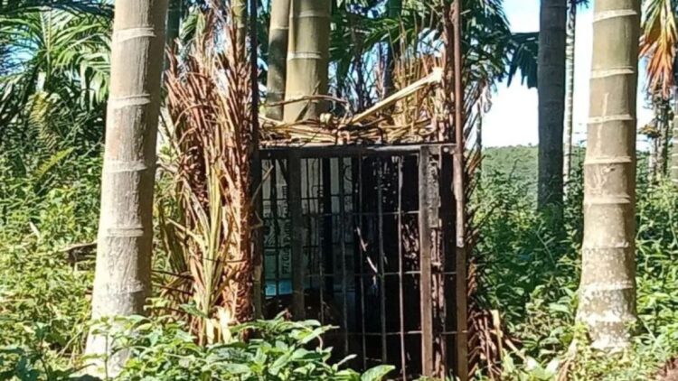 Harimau sumatera sedang berada di dalam kandang jebak milik BKSDA Sumbar, Minggu (4/2). (ANTARA/Yusrizal)