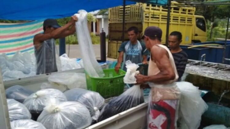 Nelayan di Danau Maninjau sedang mempacking ikan yang telah di panen. Dok Antara/Yusrizal