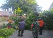 BPBD Evakuasi Pohon Tumbang di 6 Titik Lokasi di Padang