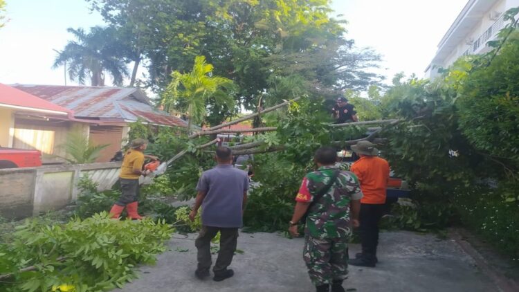 BPBD Padang mengevakuasi pohon tumbang akibat angin kencang. (Foto: Dok. Istimewa)