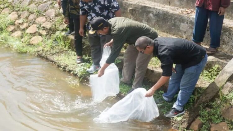 Wakil Bupati Pasaman Barat Risnawanto saat menebarkan benih ikan di sungai Batang Gunung, Jorong Batang Gunung, Kecamatan Lembah Melintang, Kamis (22/2/2024). ANTARA/HO-Diskominfo Pasaman Barat