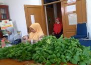 Penunjang Ketahanan Pangan, Pemko Solok Manfaatkan Gang Kosong untuk Tanaman