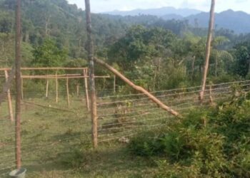 Lindungi Ternak dari Serangan Satwa Liar, BKSDA Bangun Kandang Komunal di Pasaman