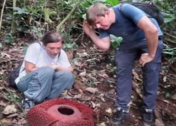 Bunga Rafflesia Mekar di Agam jadi Tontonan Wisman
