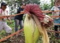 Bunga bangkai (Amorphophallus titanum) yang ditemukan mekar di kebun warga di Jorong Kampung Baru, Nagari (desa) Buo, Kecamatan Lintau Buo, Kabupaten Tanah Datar (Antara/Etri Saputra).