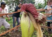 Bunga Bangkai Mekar di Tanah Datar, Punya Anak dan Biji