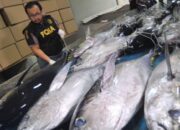 BKHIT Kirim 2.000 Ikan Asal Sumbar ke Jakarta