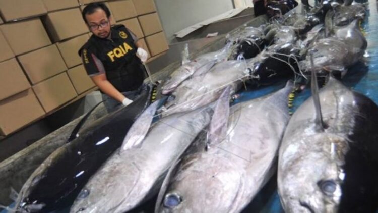 BKHIT Kirim 2.000 Ikan Asal Sumbar ke Jakarta 1 ilustrasi pengiriman ikan dari Sumbar. (dok. Antara)