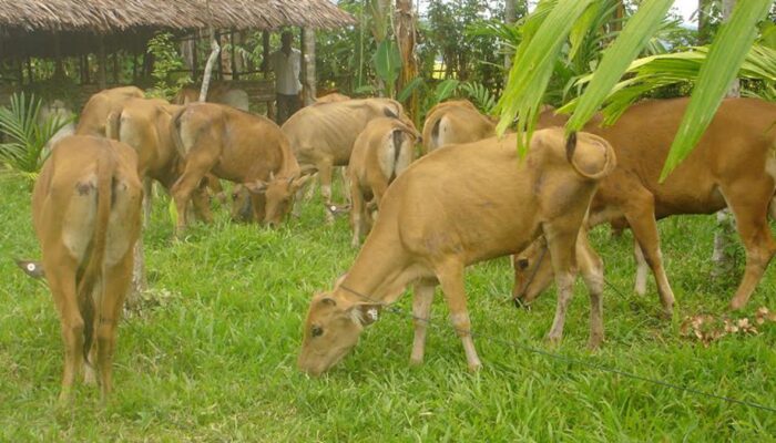 Pemkab Agam Siap Penuhi Kebutuhan Kurban Idul Adha, Stok Ternak Capai 57 Ribu Ekor