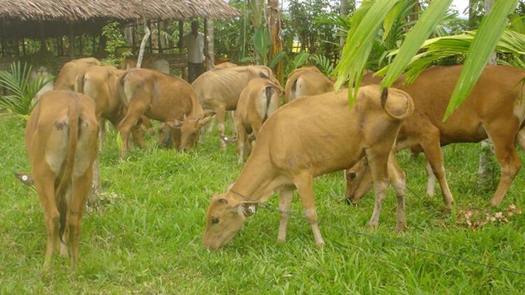 Pemkab Agam Siap Penuhi Kebutuhan Kurban Idul Adha, Stok Ternak Capai 57 Ribu Ekor 1 ilustrasi sapi ternak. (dok. istimewa)
