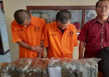 Polisi di Bukittinggi Ungkap Peredaran 25 Kg Ganja asal Panyabungan, Sebagian Sudah Duluan Dijual Pelaku