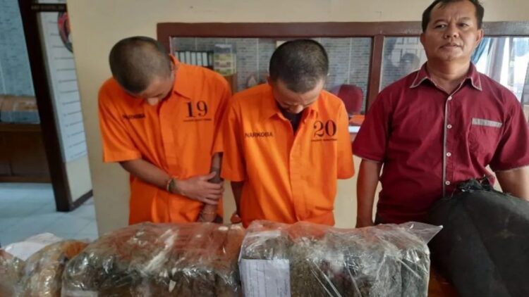 Polisi di Bukittinggi Ungkap Peredaran 25 Kg Ganja asal Panyabungan, Sebagian Sudah Duluan Dijual Pelaku 1 Dua orang pelaku pengedar narkoba bersama barang bukti sebanyak 15 kilogram Ganja. Keduanya diketahui mendapatkan Ganja dari Panyabungan Sumateta Utara (Antara/Al Fatah)
