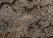 Usai Kemunculan Harimau, BKSDA Imbau Warga Kajai Pasaman Barat Waspada