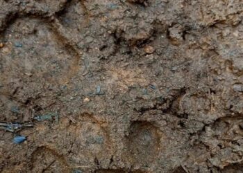 Sempat Masuk Kawasan PLTMH di Pasbar, BKSDA Sebut Harimau Sumatra sudah kembali ke Hutan