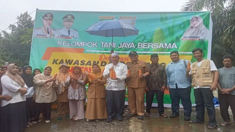 Bupati Pasaman Barat Hamsuardi (tengah) bersama Kelompok Tani Jaya Bersama Ladang Rimbo Pasaman saat panen raya jagung usai mendeklarasikan kawasan daulat pangan di daerah itu, Selasa (5/3/2024). ANTARA/Altas Maulana