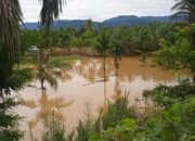 616 Hektar Lahan Pertanian di Pasbar Terdampak Banjir