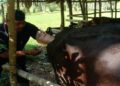 Agar Kualitas Sapi Terjaga, Petugas Keswan Painan Lakukan Inseminasi Buatan 5 Agar Kualitas Sapi Terjaga, Petugas Keswan Painan Lakukan Inseminasi Buatan