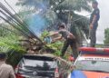 Hujan Deras di Padang Akibatkan Pohon Tumbang hingga Timpa Rumah dan Mobil Warga 5 Pohon tumbang menimpa mobil di kawasan Tunggul Hitam pada Senin (19/8/2024) sore. (Foto: Dok. BPBD Padang)