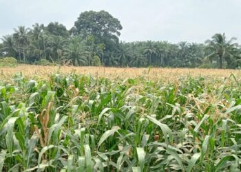 Ilustrasi tanaman jagung. ANTARA/Altas Maulana