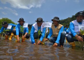 Penanaman pohon mangrove TJSL Pertamina Patra Niaga Regional Sumbagut di kawasan Teluk Buo, Kecamatan Bungus Teluk Kabung, Kota Padang pada Kamis (1/8/2024) lalu. (Foto: Dok. Pertamina)