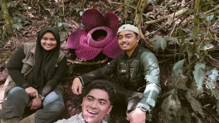 Tarik Kunjungan Wisataman, Pemkab Agam Gencar Promosikan Bunga Rafflesia 1 Bunga rafflesia mekar sempurna di Marambuang, Nagari atau Desa Baringin, Kecamatan Palembayan, Agam. Dok Antara/Yusrizal