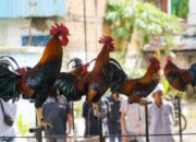 Lomba Ayam Kukuak Balenggek Jadi Primadona di HJK Padang ke-355 Tahun, Bagaimana Sejarahnya?