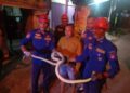 Evakuasi ular piton di sebuah rumah pinggir jalan di kawasan Marapalam, Kecamatan Padang Timur, Kota Padang pada Jumat (16/8/2024) dini hari. (Foto: Dok. Muhammad Aidil)