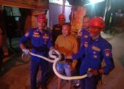 Ular Piton ‘Nyempil’ di Pintu Dapur Rumah Warga Padang
