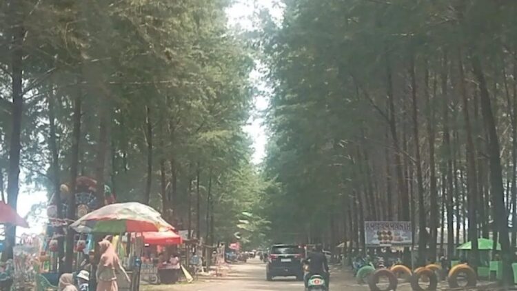 Majukan Wisata, Pemkab Pasbar Sebut Pokdarwis Punya Peranan Penting 1 Deretan pohon mahoni di objek wisata Pantai Sasak Pohon Seribu yang menjadi andalan wisata pantai di Kabupaten Pasaman Barat. (Antara/Altas Maulana).