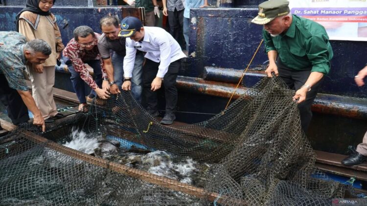 Gubernur Sumbar Mahyeldi Ansharullah (paling kiri) meninjau langsung tambak ikan kerapu, di Mandeh, Kabupaten Pesisir Selatan sebelum dipanen dan diekspor ke Hong Kong, Kamis (22/8/2024). ANTARA/Muhammad Zulfikar