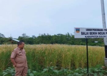 Pemkab Solok Kembangkan Bibit Beras Merah Jenis Guliang Tandai Merah