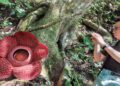 Bunga Rafflesia di Palupuh Agam Dikunjungi Ratusan Wisatawan Mancanegara