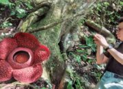 Bunga Rafflesia di Palupuh Agam Dikunjungi Ratusan Wisatawan Mancanegara