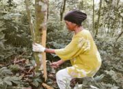 Harga Kulit Manis di Agam Naik, Capai Rp50 Ribu per Kg