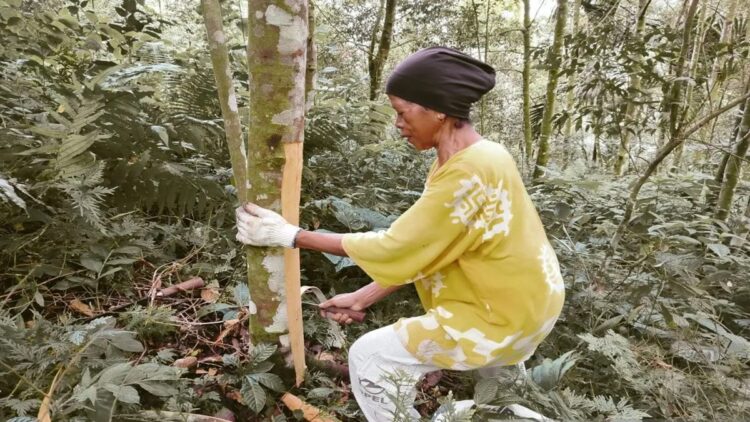 Petani Malalak, Kabupaten Agam, sedang memanen kulit manis di kebunnya. Dok Antara/Yusrizal