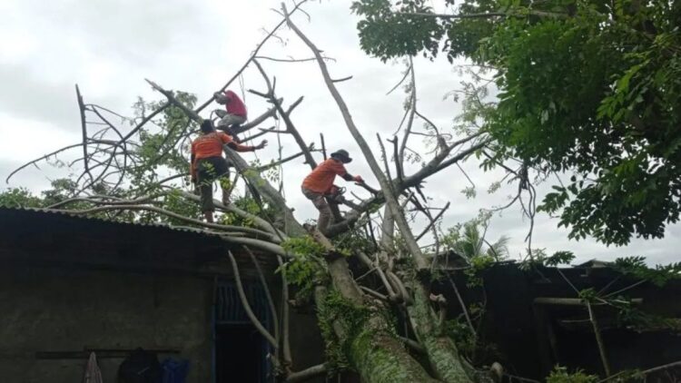 Personel BPBD Padang, Sumatera Barat melakukan pembersihan material pohon yang menimpa rumah warga di Padang pada Rabu (18/9/2024). ANTARA/HO-BPBDPadang