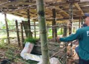 Antisipasi Serangan Satwa Liar, Pagari di Agam Buat Kandang Komunal