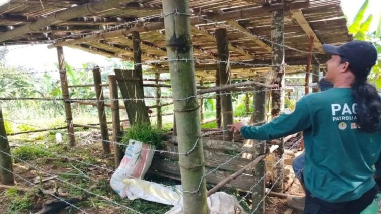 Anggota Pagari Baringin, Kecamatan Palembayan, Agam sedang berada di kandang komunal. Dok Antara/Yusrizal