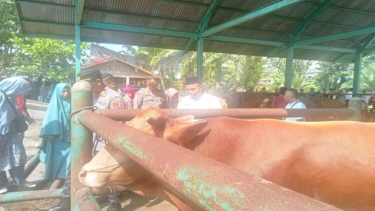 Tak Ada Kelangkaan, Pemkab Pasbar Pastikan Stok Pangan masih Mencukupi 1 Pasar ternak di Simpang Tiga Kecamatan Luhak Nan Duo Kabupaten Pasaman Barat. Dinas Ketahanan Pangan setempat memastikan ketersediaan pangan minggu ketiga September 2024. Antara/Altas Maulana.