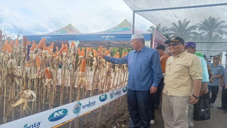 Dukung Ketahanan Pangan, Pemkab Pasaman Barat Dorong Petani Jaga Produksi Jagung 1 Bupati Pasaman Barat Hamsuardi (peci putih) didampingi Kepala Dinas Tanaman Pangan dan Hortikultura Pasaman Barat Doddy San Ismail saat meninjau tanaman jagung petani di Kecamatan Luhak Nan Duo beberapa waktu lalu. Antara/Altas Maulana.