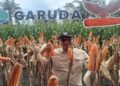 Pemkab Pasbar Optimistis Target Produksi 223.236 Ton Jagung Tercapai hingga Akhir Tahun
