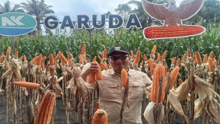 Kepala Dinas Tanaman Pangan dan Hortikultura Pasaman Barat Doddy San Ismail saat melihat panen raya petani jagung di Kecamatan Luhak Nan Duo, beberapa waktu lalu. ANTARA/Altas Maulana