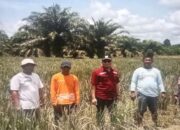Kementan Bantu Benih dan Saprodi untuk 2.815 Ha Sawah di Pasaman Barat