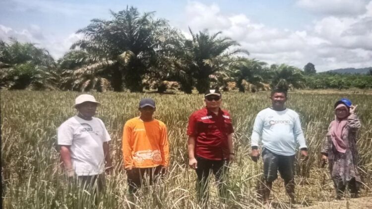 Kementan Bantu Benih dan Saprodi untuk 2.815 Ha Sawah di Pasaman Barat 1 Kepala Dinas Tanaman Pangan dan Hortikultura Pasaman Barat Pasaman Barat Doddy San Ismail (tengah) bersama petani Desa Baru Kecamatan Tanah Batahan meninjau lahan persawahan masyarakat beberapa waktu lalu. Antara/Altas Maulana.
