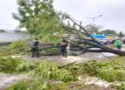 Hujan Lebat-Angin Kencang Landa Kota Padang, 29 Titik Lokasi Terjadi Pohon Tumbang